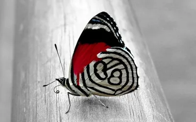 Черно-белая гербера с красным лепестком стоковое фото ©Enika100 5660777