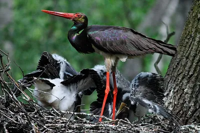 Black Stork | Black Stork - Ciconia nigra - Черный аист Isra… | Flickr