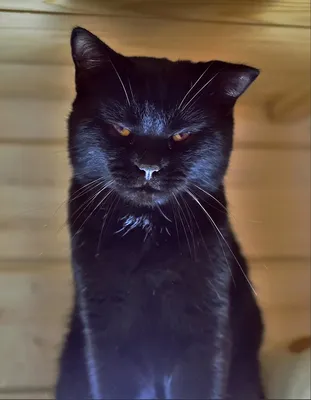 черный кот :: котэ (прикольные картинки с кошками) / смешные картинки и  другие приколы: комиксы, гиф анимация, видео, лучший интеллектуальный юмор.