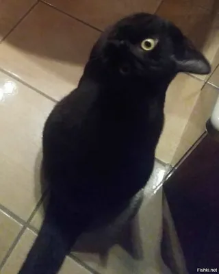 Смешной черный кот. Красивое пушистое британцы с желтыми глазами. Стоковое  Изображение - изображение насчитывающей глаза, держит: 178473769