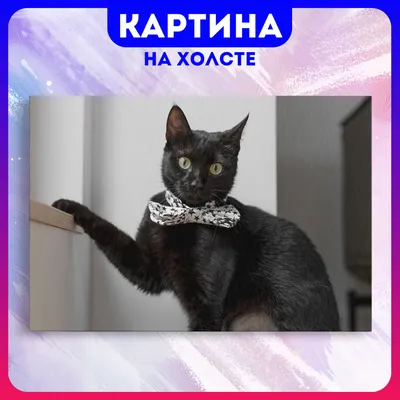 Моя кошка | Cats, Black cat, Black