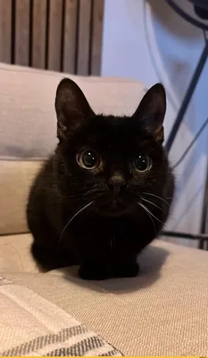 Чёрный кот.