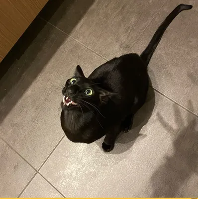 Кошка смешная черная - 65 фото