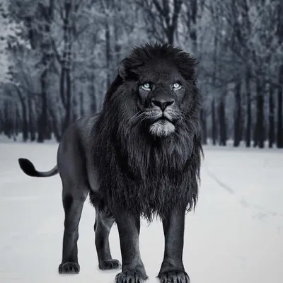 Картинки Черный лев, сила, спокойствие - обои 1440x900, картинка №138953