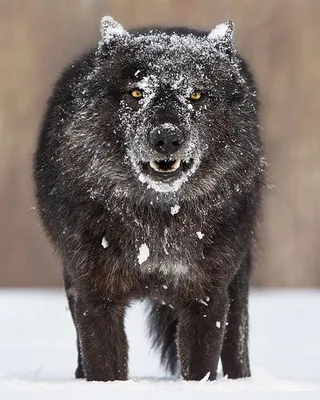 Чёрный волк : r/Pikabu