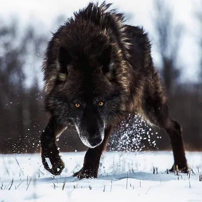 Черный волк гибрид. | Пикабу