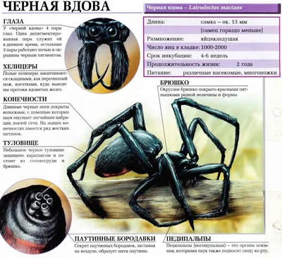 Чёрная вдова: Сплошное разочарование, а не смертельно опасные