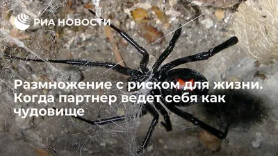 Купить радиоуправляемый паук Zhorya \"Черная Вдова\" - ZYB-B0046, цены в  Москве на Мегамаркет