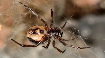 паук-краснохвост или черная вдова из Австралии Стоковое Изображение -  изображение насчитывающей вид, черный: 232437431