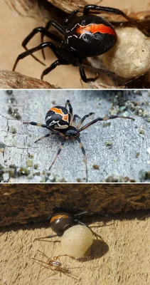паук черная вдова | Animaux en bois, Bois, Bricolage