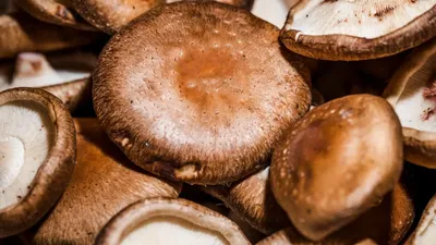 Груздь черный, чернушка (Lactarius turpis) фотографии, видео и истории