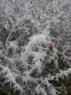 Чудесная зима 2021-2022 | Дружковка | Природа | Фото, фотографии | Донецкая  область №5704 — mistaUA