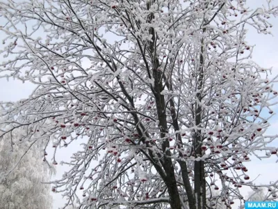 💙 Зима - чудесная пора года, обвораживает своей красотой и пейзажами.  Снежный покров слепит, отражая солнечный свет,.. | ВКонтакте