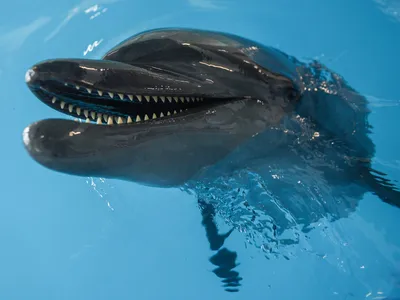 Дельфин с черепно-мозговой травмой погиб у берегов Приморья