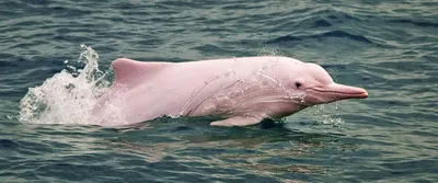 Милые только на вид: что дельфин может сделать с человеком | Кириллица |  Дзен