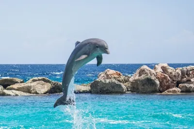 Раскраска Дельфин распечатать или скачать