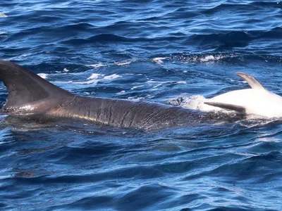 В «Дельфа-центре» рассказали как вести себя, если рядом плавает дельфин |  ОБЩЕСТВО | АиФ Краснодар