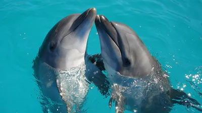 К чему снится дельфин — сонник: дельфин во сне | 7Дней.ру