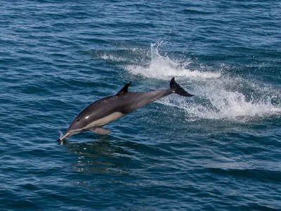 Смотреть мультфильм Мальчик-дельфин 2022 года онлайн в хорошем качестве 720p