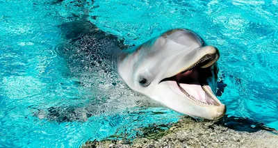 Картина на холсте (дельфин, дельфины, живые дельфины, красивые дельфины  животные) 20x30 интерьерная картина в комнату/на стену/, в спальню - купить  по низкой цене в интернет-магазине OZON (624240819)