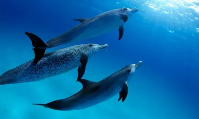 Фигурка животного Детское Время Дельфин купить по цене 418 ₽ в  интернет-магазине Детский мир