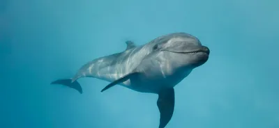 Про дельфинов и людей - Мослента