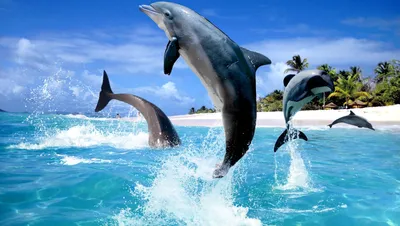 Дельфины картинки на рабочий стол фотографии