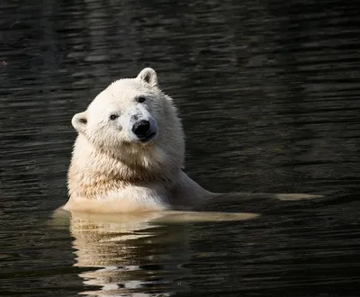 В красноярском зоопарке отметят Международный день белого медведя — Новости  Красноярска на 7 канале