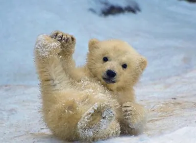 Ежегодно 27 февраля в мире отмечается Международный день полярного медведя  (International Polar Bear Day) или,… | Baby polar bears, Polar bear  wallpaper, Polar bear