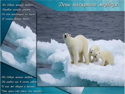 Управа района Северное Медведково СВАО - ⠀ Сегодня Международный день  полярного медведя, символа нашего района💙 ⠀ Полярный медведь — это  крупнейший сухопутный хищник планеты (длина его может достигать 3 м).  Обычно взрослые