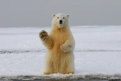 День полярного медведя в Комсомольске-на-Амуре 27 февраля 2021 в Питон