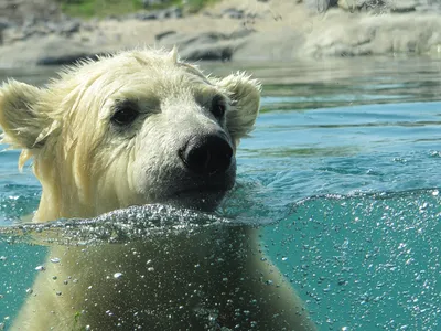 Хозяин ледяных просторов. 27 февраля — Международный день полярного медведя