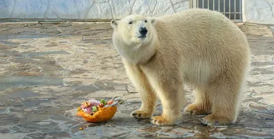 День белого медведя в Ленинградском Зоопарке 2020