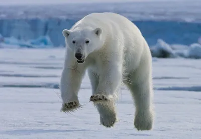 День полярного медведя: посетители в белом смогут бесплатно побывать в  зоопарке / Новости города / Сайт Москвы