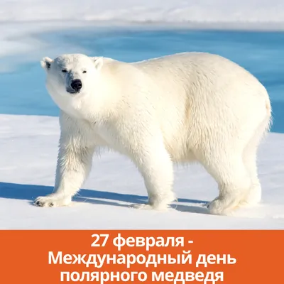 Международный день полярного медведя — символа стремительно меняющейся  Арктики | ИПЭЭ РАН