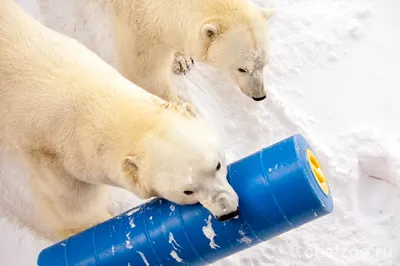 Сегодня Таллиннский зоопарк отметит День белого медведя