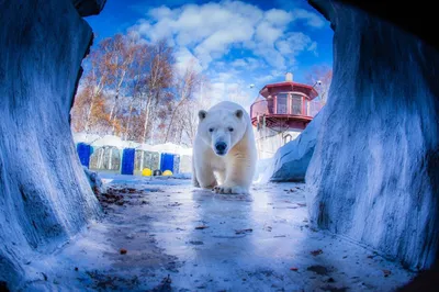 День полярного медведя. Или как еще называют хищника - «Экология России»