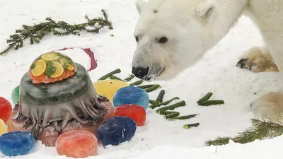 27 февраля – международный день белого медведя - Новости Якутии -  Якутия.Инфо