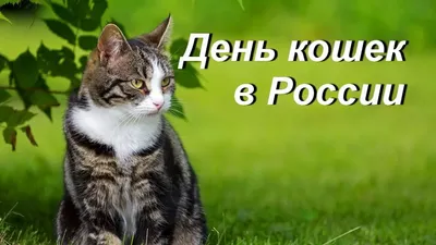 1 марта-Всемирный день кошек - В Слободском – портал города и района