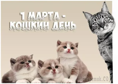 1 марта-День всех котов!(и кошатников!!!)