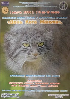 1 марта в России отмечают день кошек. - Витамины Polidex