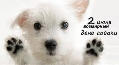 26 августа — День благодарности собаке / Открытка дня / Журнал Calend.ru