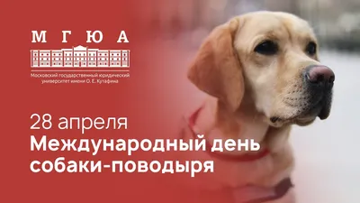 Сегодня - Международный день собак