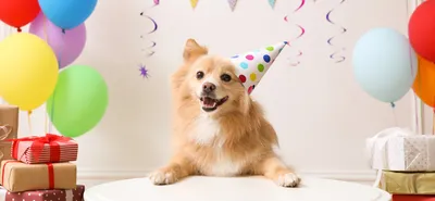 С Днем собаки 2021: прикольные поздравления, открытки и видео