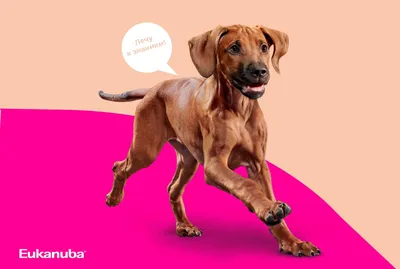 В России отмечают День благодарности собаке | ИА “ОнлайнТамбов.ру”