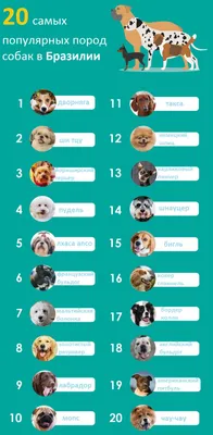 День благодарности собаке! | Новости зоомагазина e-zoo