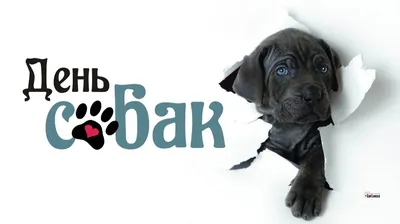 2 февраля – Всемирный день Ездовой собаки | Кавказский государственный  природный биосферный заповедник имени Х.Г.Шапошникова