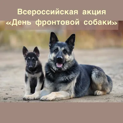 Акция \"День открытых собак\" - Агентство социальной информации