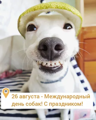 День фронтовой собаки - k-9.ru