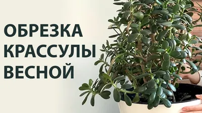 Денежное Дерево купить в Екатеринбурге